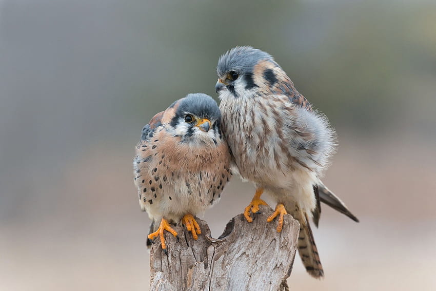 Cute Little Birds, animal, couple, cute, birds HD wallpaper
