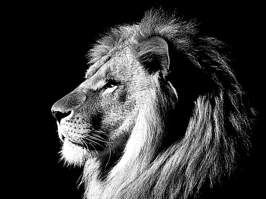 Galería de leones oscuros, Black Lion Cool fondo de pantalla | Pxfuel