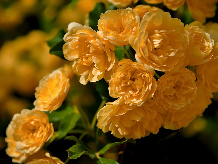 Rose Banks, roses, yellow, nature, flowers, briar, macro HD wallpaper