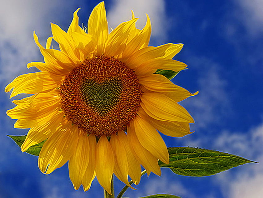 Love of the sunflower, blue, green leaves, yellow, heart shape, gold, sunflower HD wallpaper