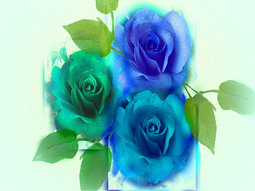 Roses trio, blue, leaves, roses, green, flowers, aqua HD wallpaper