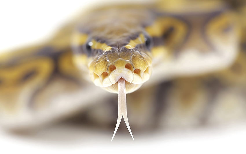 Animals, Stains, Spots, Snake, Language, Tongue, Poison HD wallpaper