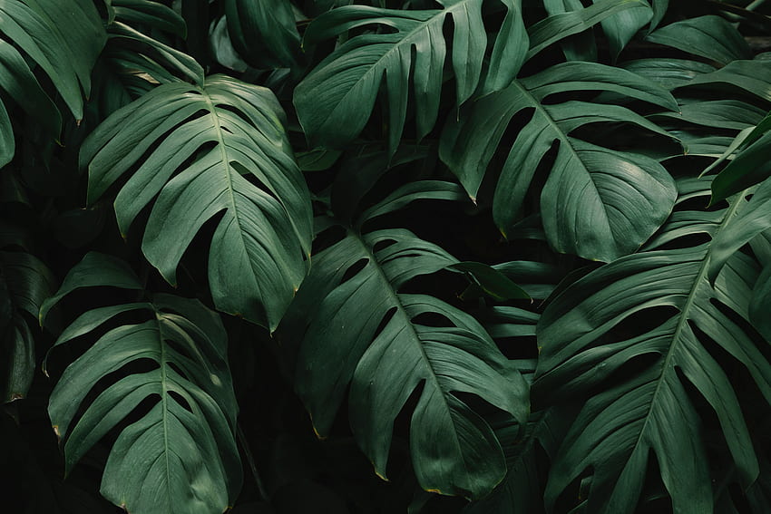 자연, 나뭇잎, 식물, 어두운, 초목 HD 월페이퍼