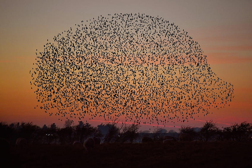A murmuration of starlings, Scotland, Murmuration, Starlings, Gretna, Birds HD wallpaper
