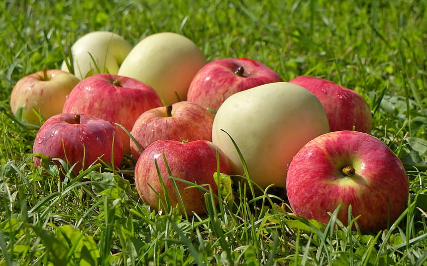 Apples, fruits, grass, dew HD wallpaper