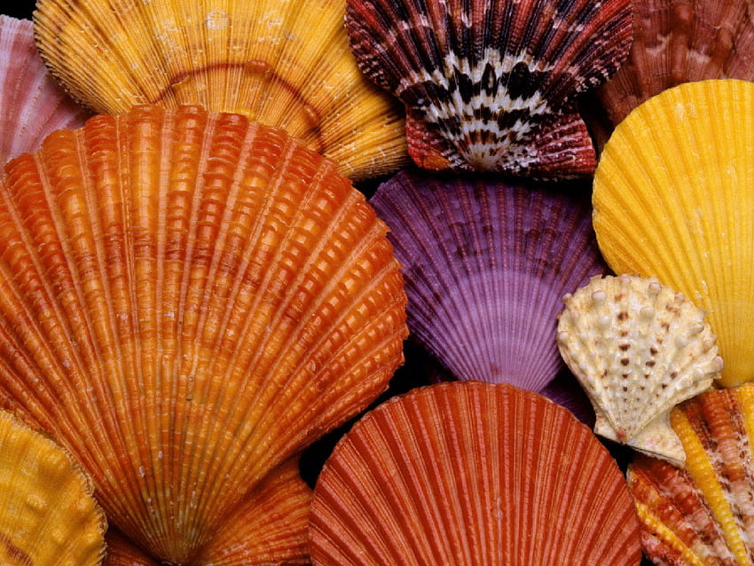 Colorful shells, sea, colorful, shells, interesting, cool, beautiful, lovely, nice HD wallpaper