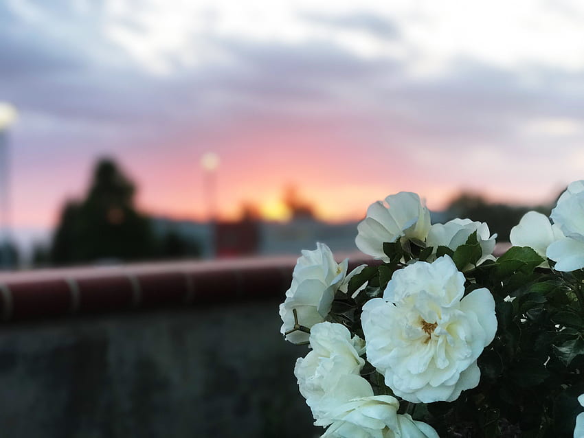 Kwiaty, Bush, Dzika Róża Tapeta HD