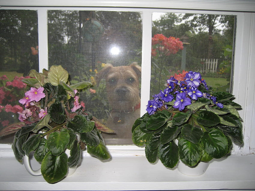 Walter wants in, border terrier, our walter HD wallpaper