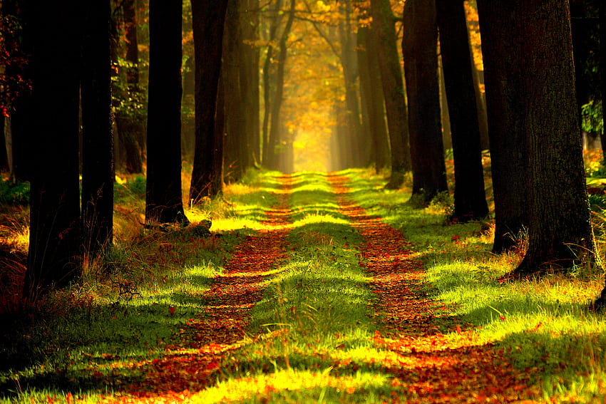 ธรรมชาติ ฤดูใบไม้ร่วง ป่า หมอก เส้นทาง วอลล์เปเปอร์ HD