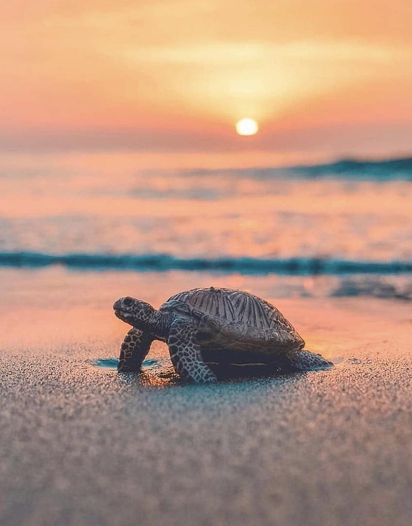 All kinds of cute animal babies warm your heart - SooAnt. Cute animals,  Cute baby turtles, Cute turtles, Beach Turtle HD phone wallpaper | Pxfuel