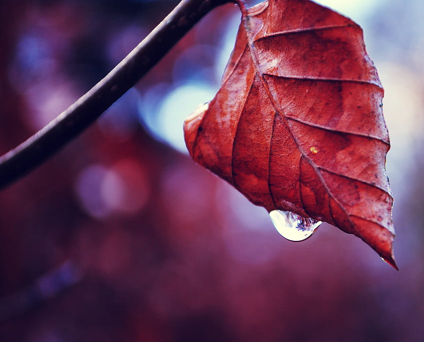 Herbst, Makro, Blatt, Blatt, Zweig, Tropfen, trocken HD-Hintergrundbild