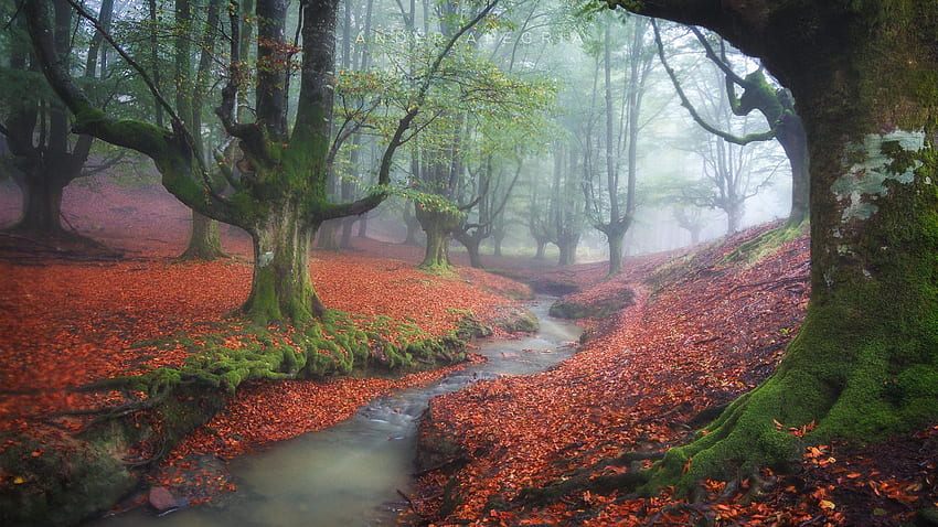 Pénombre. Forêt d'Otzarreta, Zeanuri, Espagne, ruisseau, feuilles, arbres, misty, pierres Fond d'écran HD