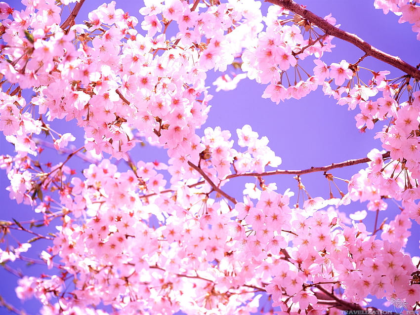 Blossom, Cartoon Cherry Blossom HD wallpaper | Pxfuel