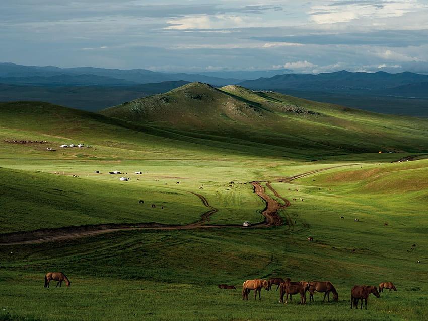 馬、モンゴル草原 高画質の壁紙