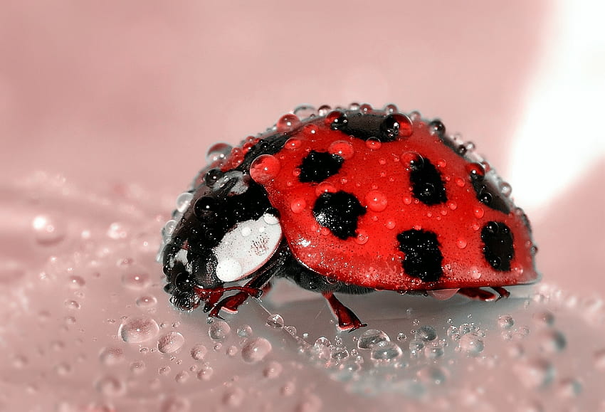 Drops, Macro, Surface, Ladybird, Ladybug HD wallpaper