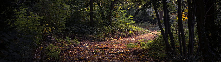 ทางเดินในป่า : ผนังหลายชั้น, 3840x1080 ป่า วอลล์เปเปอร์ HD