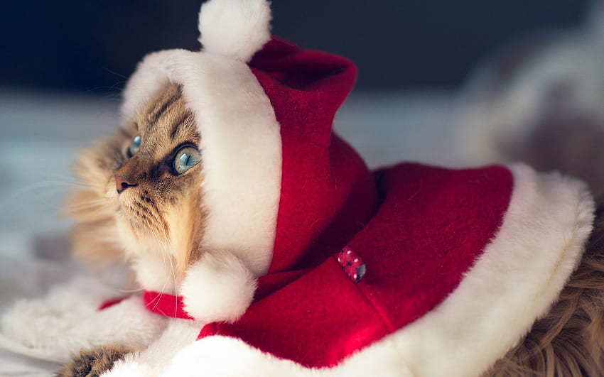 Funny Cat Christmas HD Wallpaper | Pxfuel