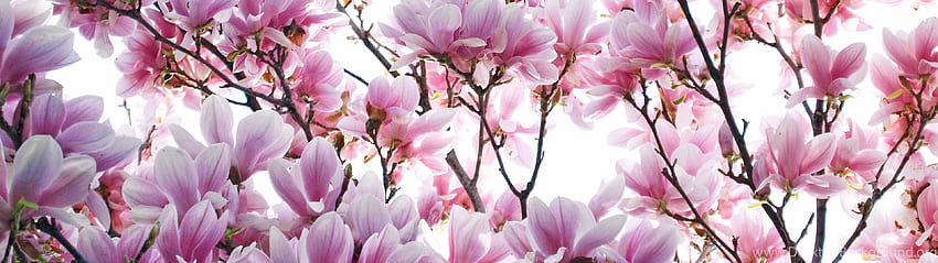 Magnolia Flower Best, Dual Monitor Flower HD wallpaper