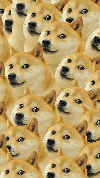 30k Dogecoin Pictures  Download Free Images on Unsplash