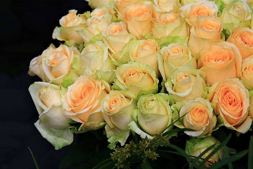 Разкошни рози с цвят на праскова, цветя, рози, природа, праскова HD тапет