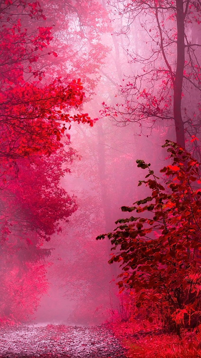 、ピンクの自然、ピンク、自然、美しい HD電話の壁紙