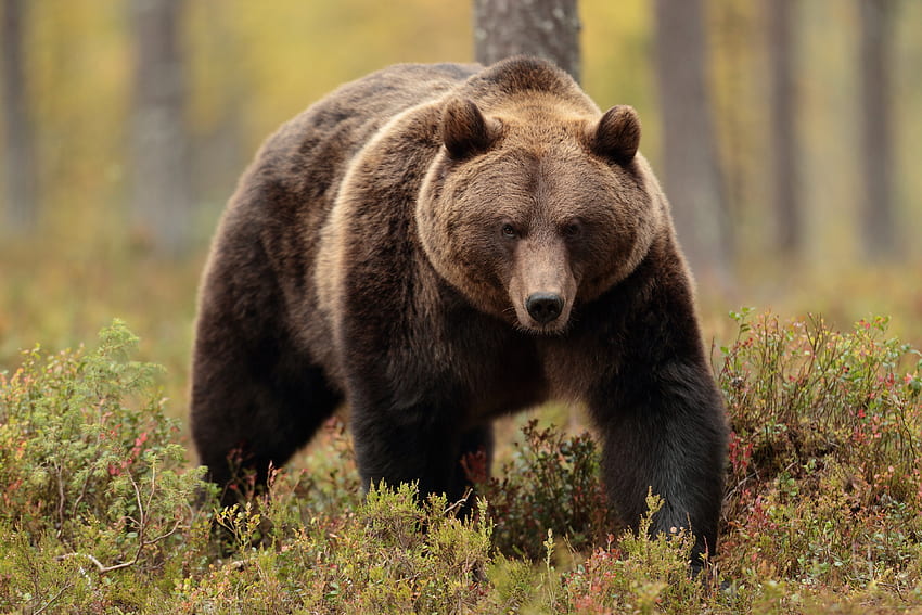Bear, animal, nature, forest HD wallpaper