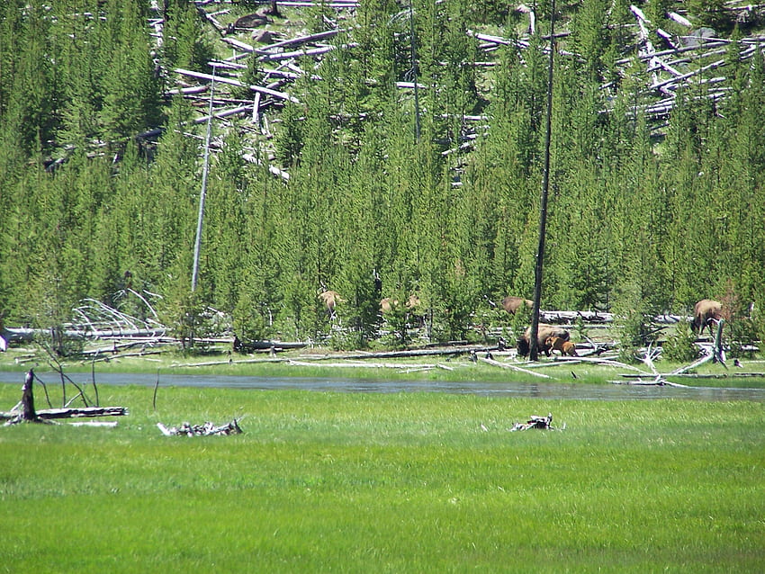 Buffalo West Yellowstone-Eingang, Landschaft, Nationalparks, Buffalo, Sehenswürdigkeiten HD-Hintergrundbild