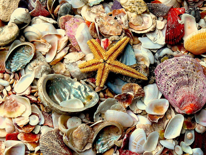 Sea shells, sea, shell, nature, beach HD wallpaper