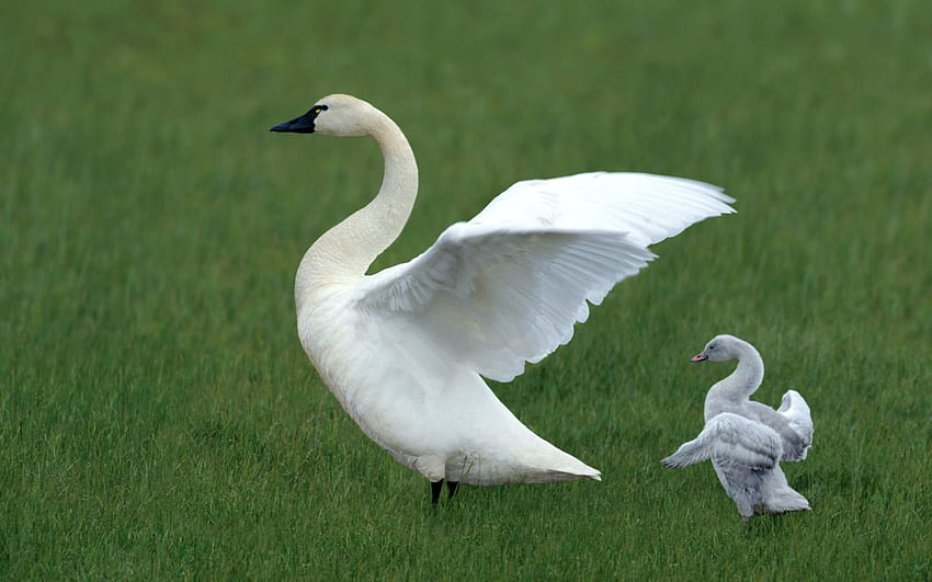 Animals, Grass, Young, Family, Swan, Cubs HD wallpaper