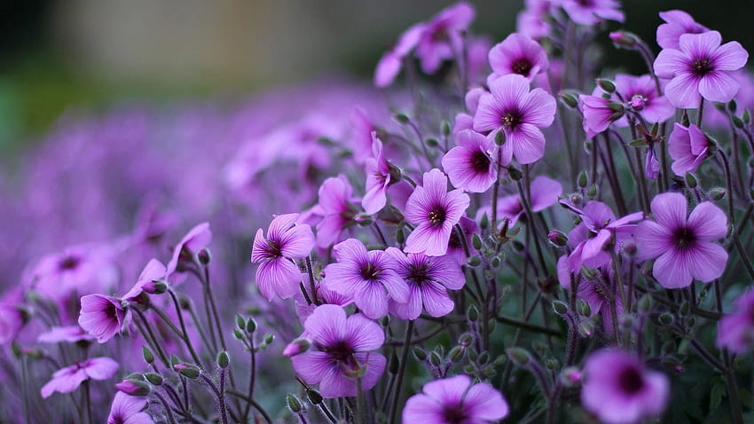 Purple Flowers Geranium Ornamental Flowering Plants For Pc Laptop And Mobile HD wallpaper