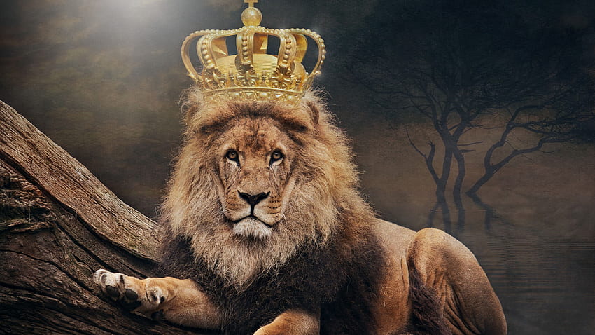 Lion, king, crown U HD wallpaper
