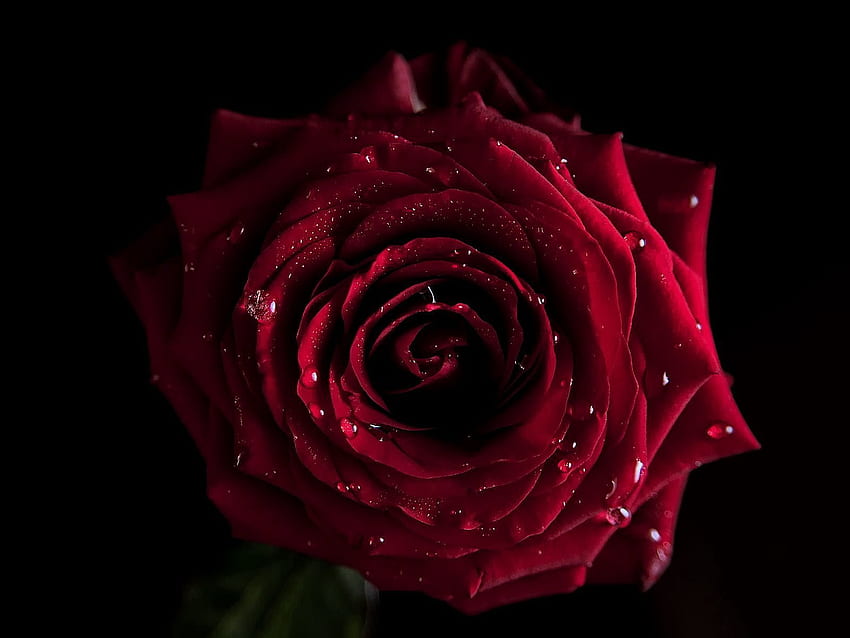 Kwiaty, Makro, Ciemny, Kwiat Róży, Róża Tapeta HD