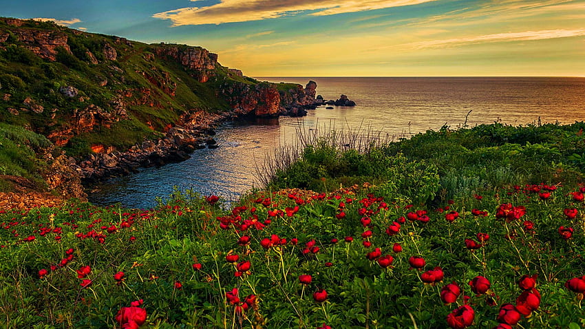 Peonies at the Black Sea, Bulgaria, coast, blossoms, morning, landscape, clouds, sky, sunrise HD wallpaper