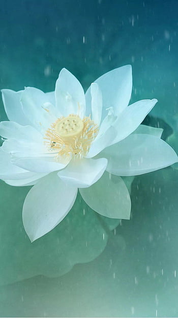 Beautiful lotus flower iphone HD wallpapers | Pxfuel