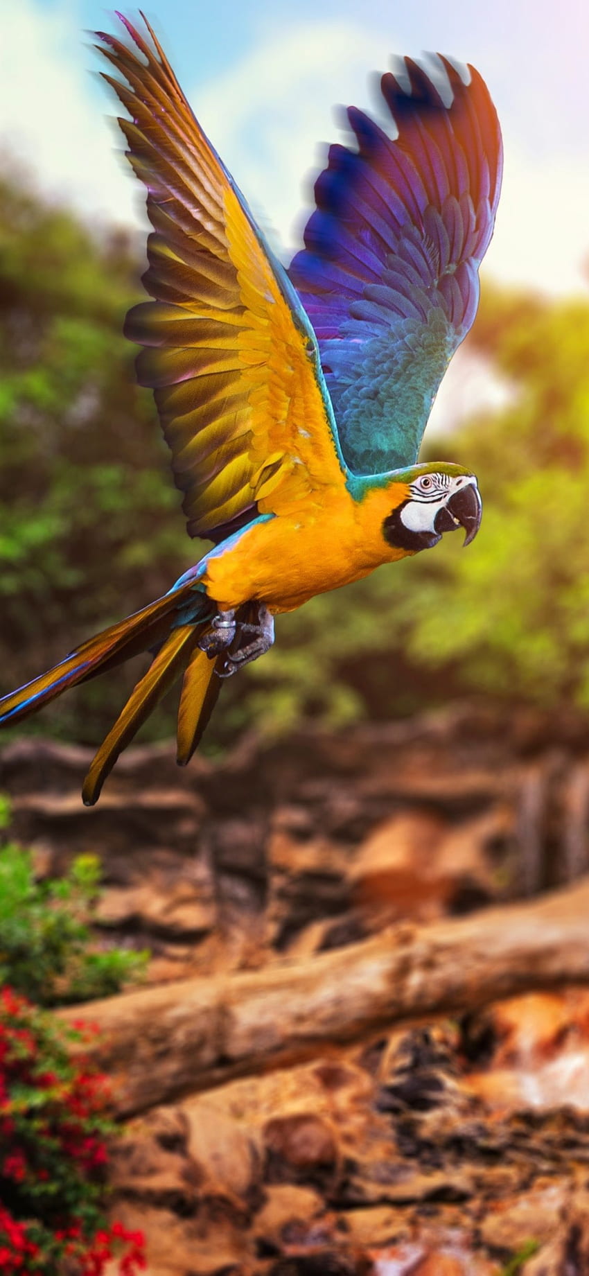 Mobilna Ara Fly. Papuga. Papuga, Piękne, Piękne ptaki Tapeta na telefon HD
