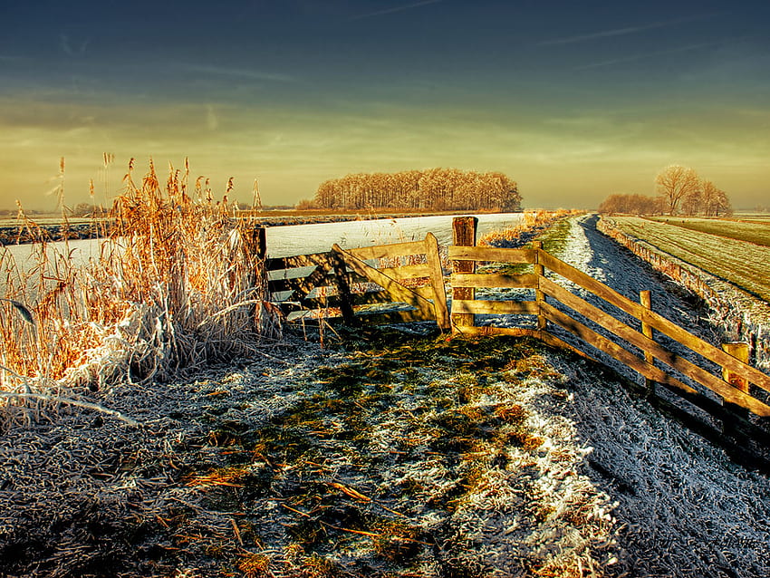 Зимно поле, зима, поле, златни дървета, сняг, порта, ограда HD тапет