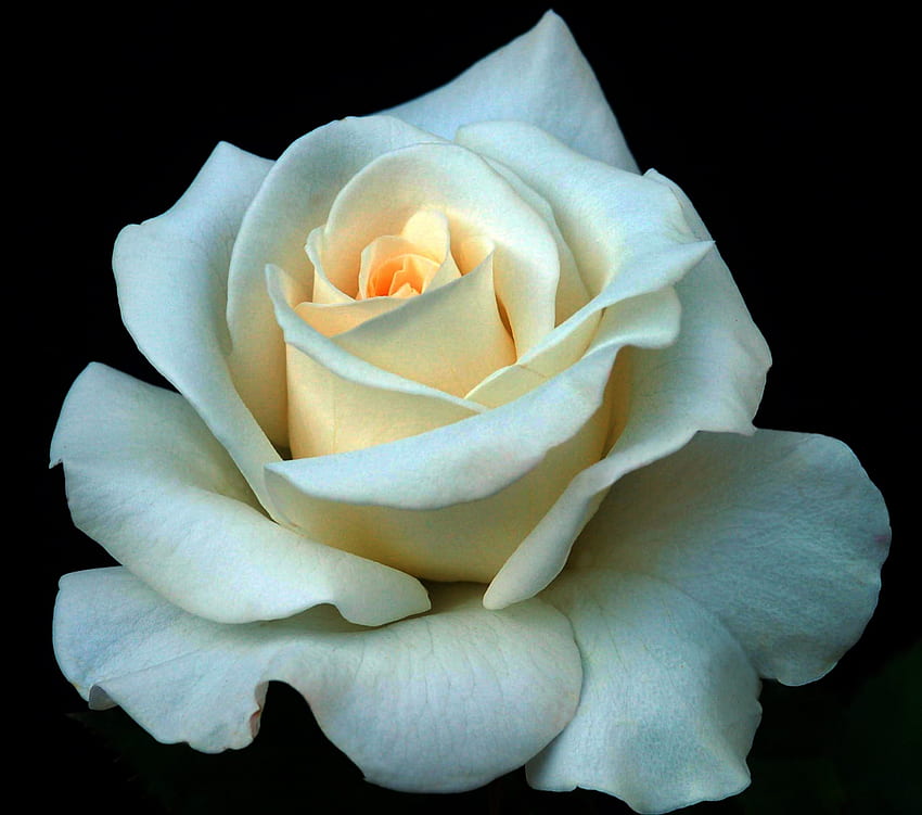 아름다운 흰 장미, 장미, 흰색, 아름다운, 꽃 HD 월페이퍼