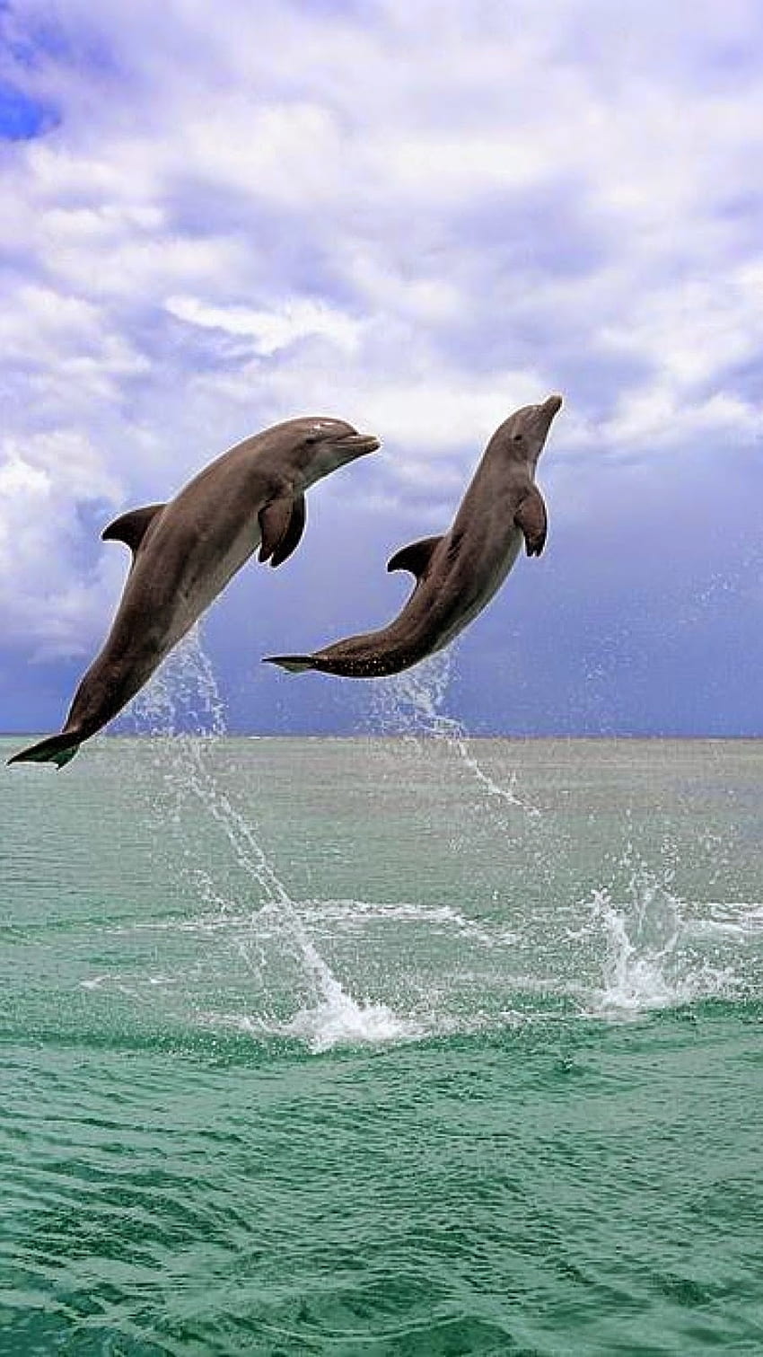 Golfinho, lindo, lindo golfinho Papel de parede de celular HD