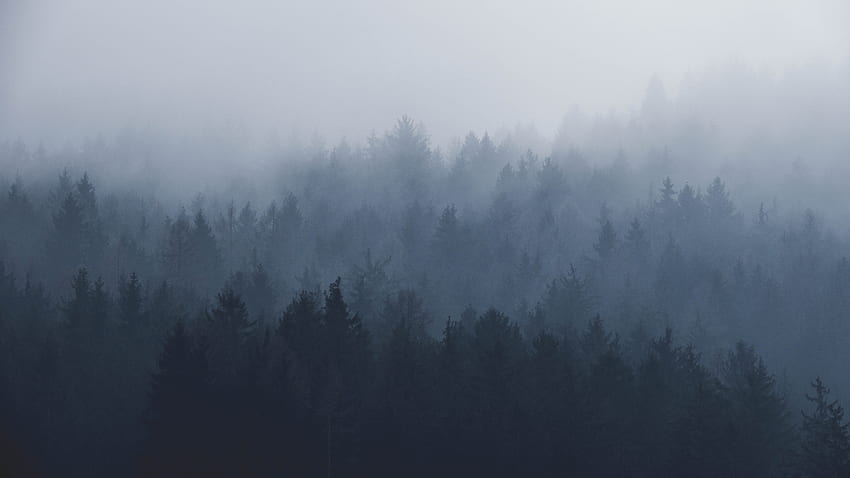 Misty day, fog, nature, trees HD wallpaper