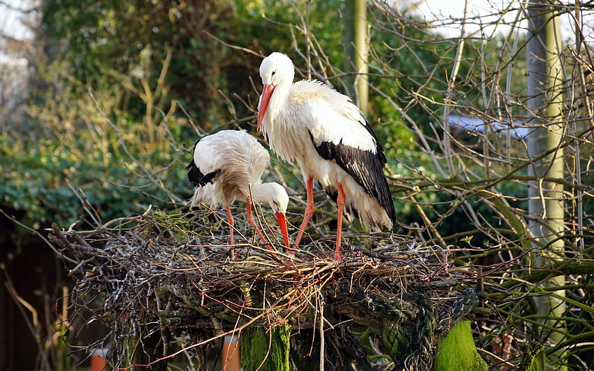 Storks in Nest, birds, storks, animals, nest HD wallpaper