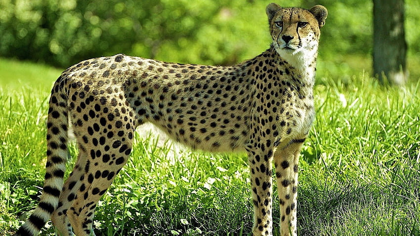 Animals, Grass, Cheetah, Predator, Look HD wallpaper