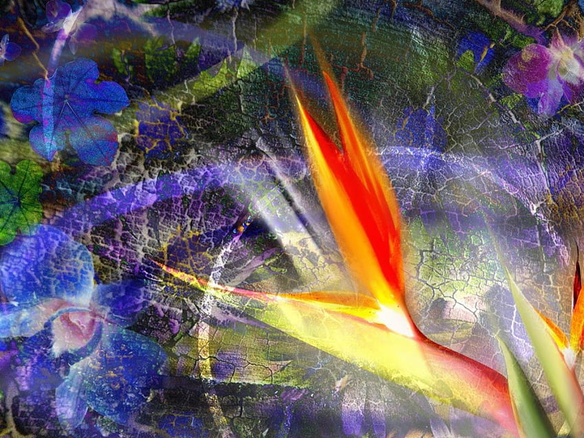 Bird of Paradise, sunlight, art, flower HD wallpaper