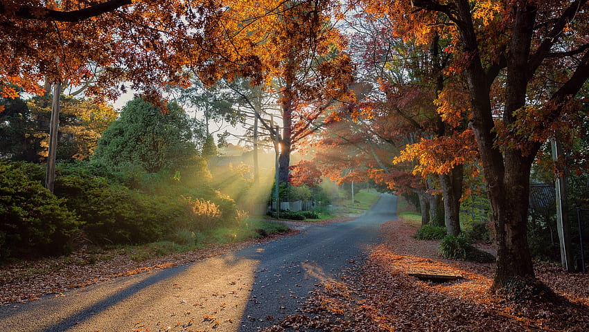 田舎道、シルエット、背景、影、葉、光、美しい、秋、道、自然、森 高画質の壁紙