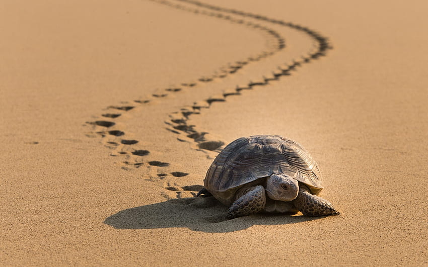 Tartaruga na areia, animal, pegadas, tartaruga, areia papel de parede HD