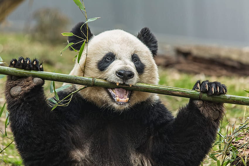 A giant panda eating bamboo HD wallpaper