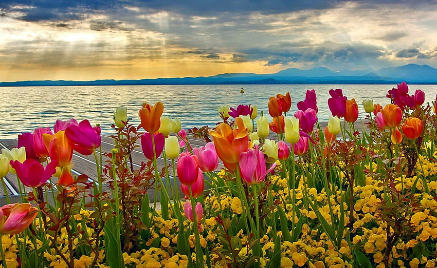 Цветя край езерото, теменужки, цветове, облаци, небе, лалета, планини, вода HD тапет