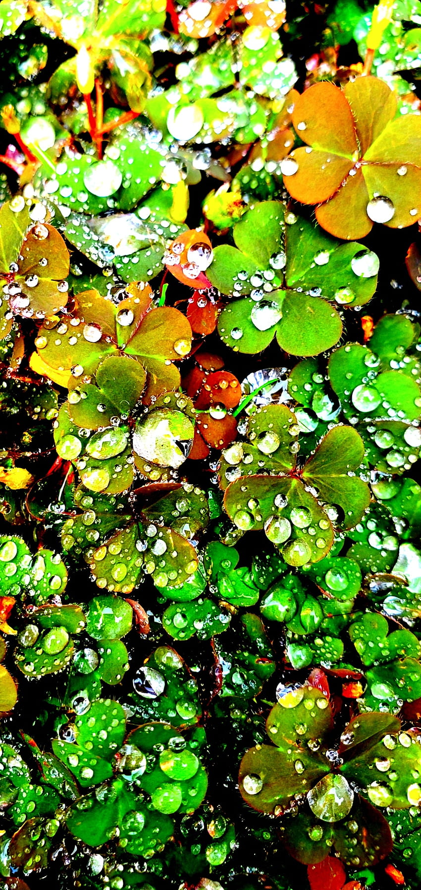 Glück, Regentropfen, Wasser, Kleeblätter, Grün HD-Handy-Hintergrundbild