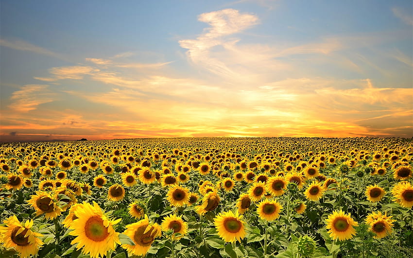 Bidang Bunga Matahari, alam, bunga matahari, lapangan, matahari terbenam Wallpaper HD