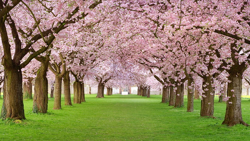 árboles, flor, parque, rosa, naturaleza, hermoso árbol rosa fondo de  pantalla | Pxfuel