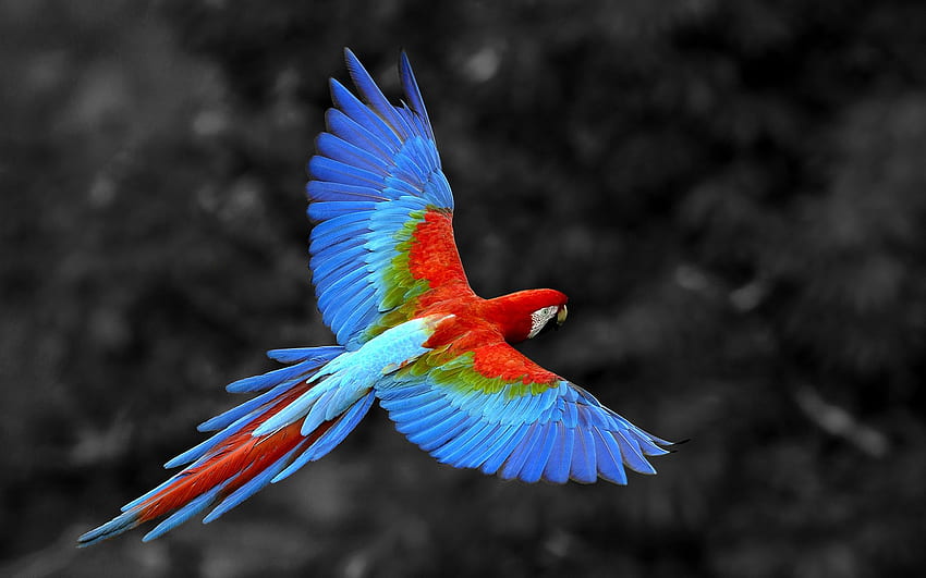 Keren, Parrot OS Wallpaper HD